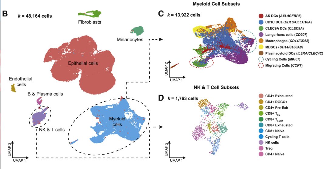 mmw_lmw's tweet photo. Multimodal Analysis of #CellularComposition and #SpatialArchitecture | Normal Skin and Human #SquamousCell_Carcinoma | Paul Khavari @StanfordMed @CellCellPress https://t.co/Z9xlf1vaPG https://t.co/SPhkBue12M
