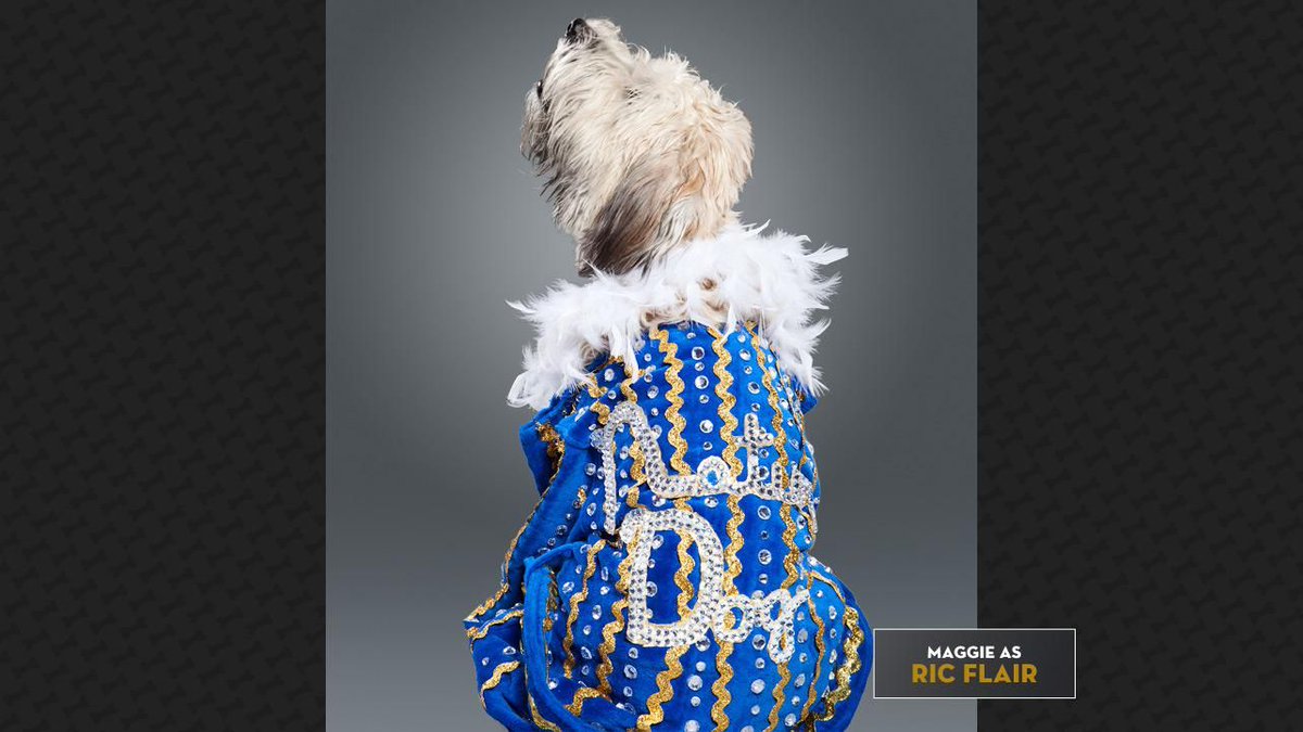 WrestlingJebus's tweet photo. I think now more than ever we need some wholesome content for the timeline. 

Therefore, here's some adorable doggos dressed as wrestlers ❤ https://t.co/asx8QtddCn