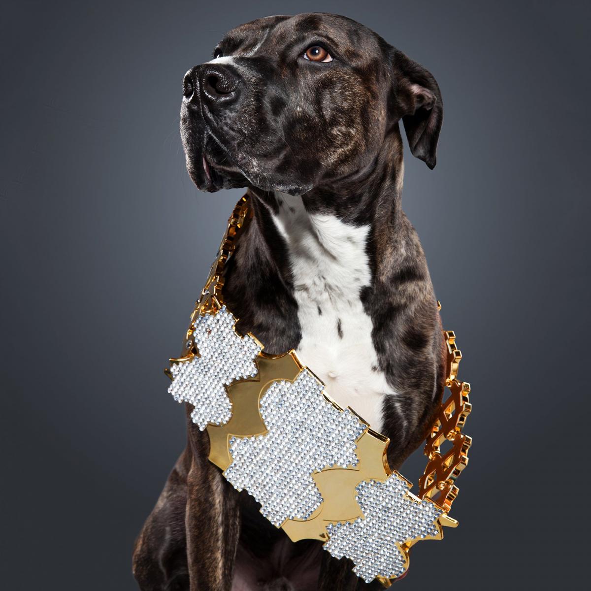 WrestlingJebus's tweet photo. I think now more than ever we need some wholesome content for the timeline. 

Therefore, here's some adorable doggos dressed as wrestlers ❤ https://t.co/asx8QtddCn