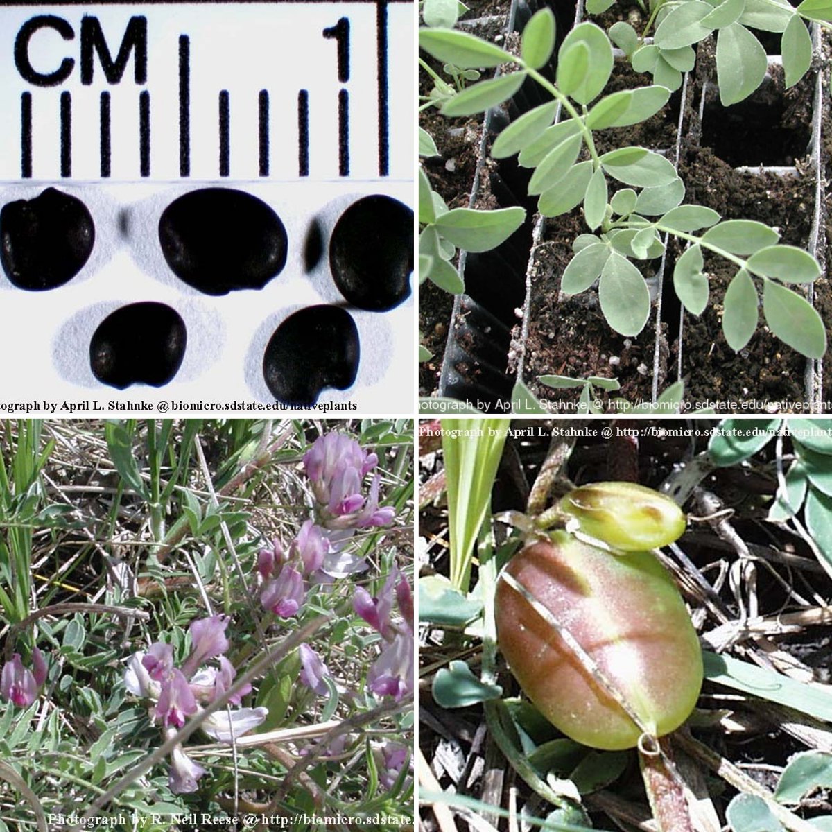 SDStateNPI tweet media