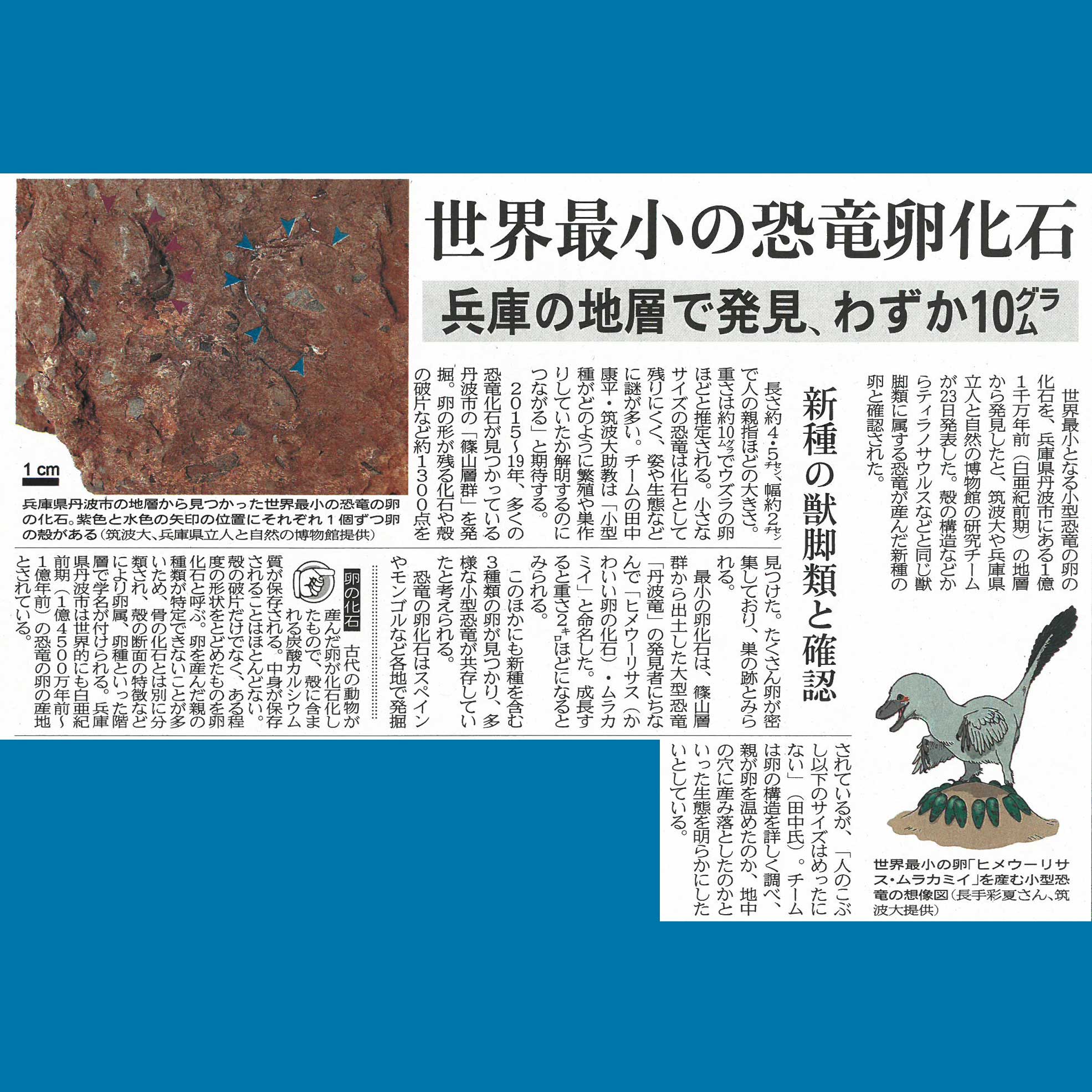 古川ニュース販売 6 24 岐阜新聞に 兵庫県で世界最小となる恐竜の卵の化石が見つかったとの記事が出ていました 1億年以上前の日本てどんなだったんでしょう 想像が膨らみます T Co Ukiylaowzy Twitter