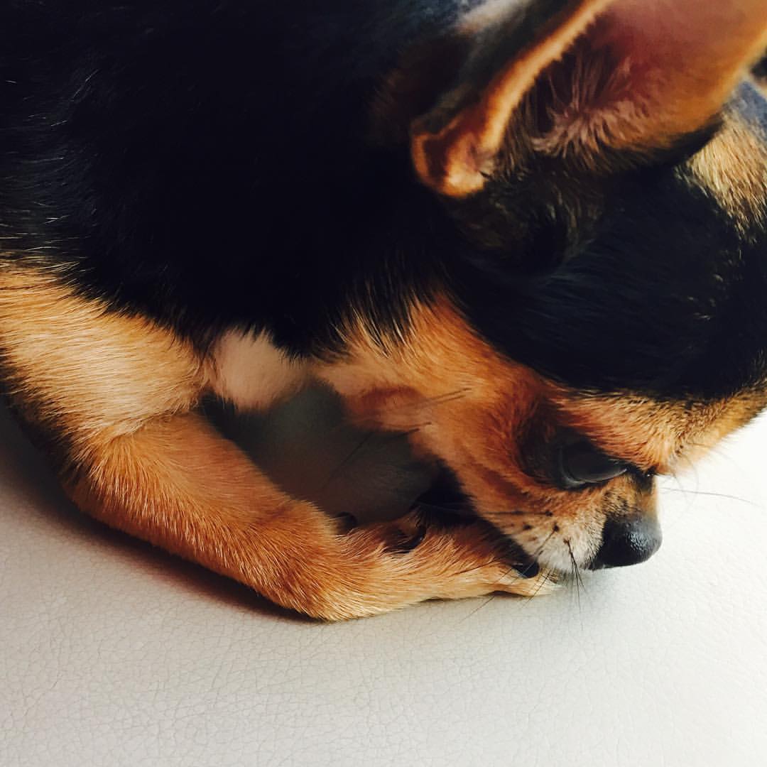 TEENTOPOnThisDa's tweet photo. 23 06 2016 ★
[#Throwback #TeenToponthisday]

Chunji Post On Instagram .

"먼지도잘자"

(https://t.co/elWKZHnhhd)

#틴탑 #Ricky #Niel #Chunji #changjo #Cap #Ljoe #니엘 #창조 #천지 #weneedteentopcomeback #teentopniel #danielahn #weloveyouteentop #teen10p #chanhee #kpop #리키 #캡 https://t.co/22r0eYhW6A