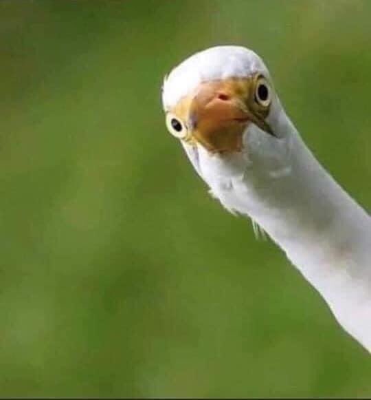 You. Yeah, you. Did you register yet?
airdrieringette.ca