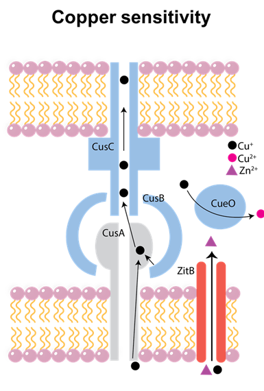 Bacteria are very clever though and have ways to remove toxic copper ions. A 3 part pump takes toxic Cu(I) ions from around the cell and exports those ions out of the cell. Another protein called CueO will covert Cu(I) to the less toxic Cu(II) form.