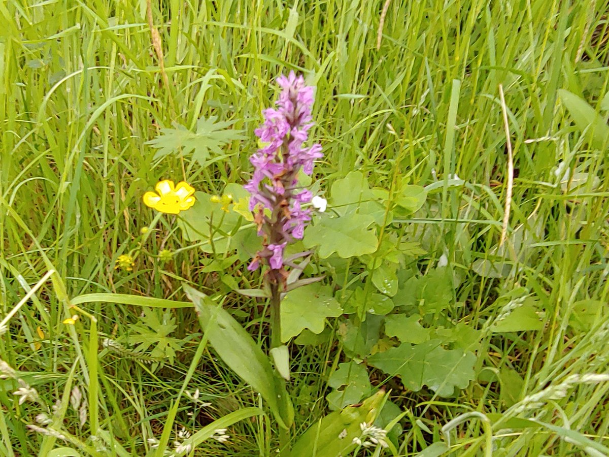 Alvecote Wood tweet media