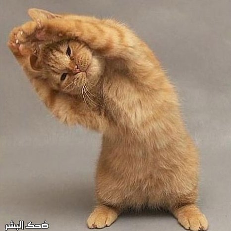 جوري بنت ليبيا (@joorylibya9) on Twitter photo 