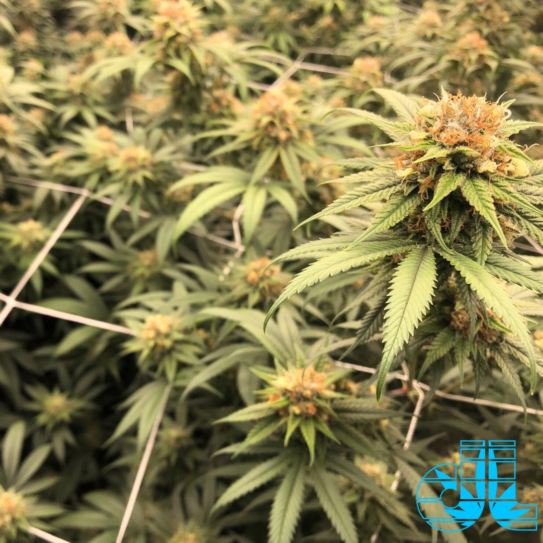 DreamleafFarms's tweet photo. Doubleshot coming in hot! https://t.co/ASZmtxfPg0