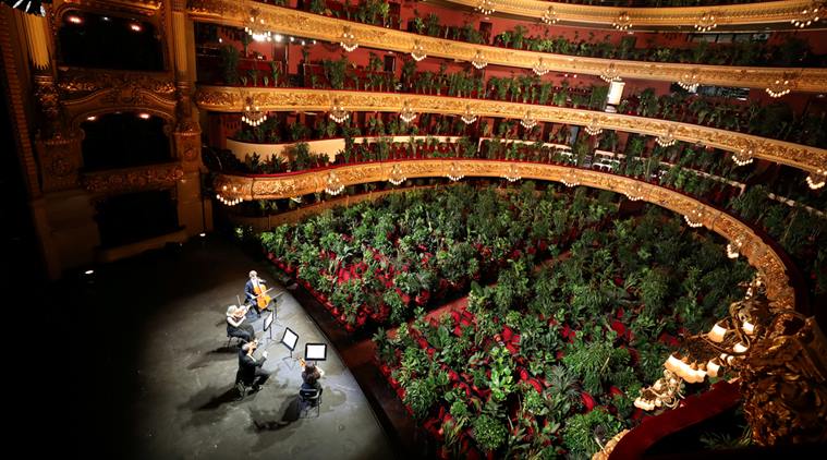 When I turn thousands of years this week, I will be celebrating in the spirit that made possible a PLANT CONCERT in Barcelona to welcome change. 2292 trees were 'seated' as the audience for the re-opening of the Opera House. May change inspire a more just, livable world.