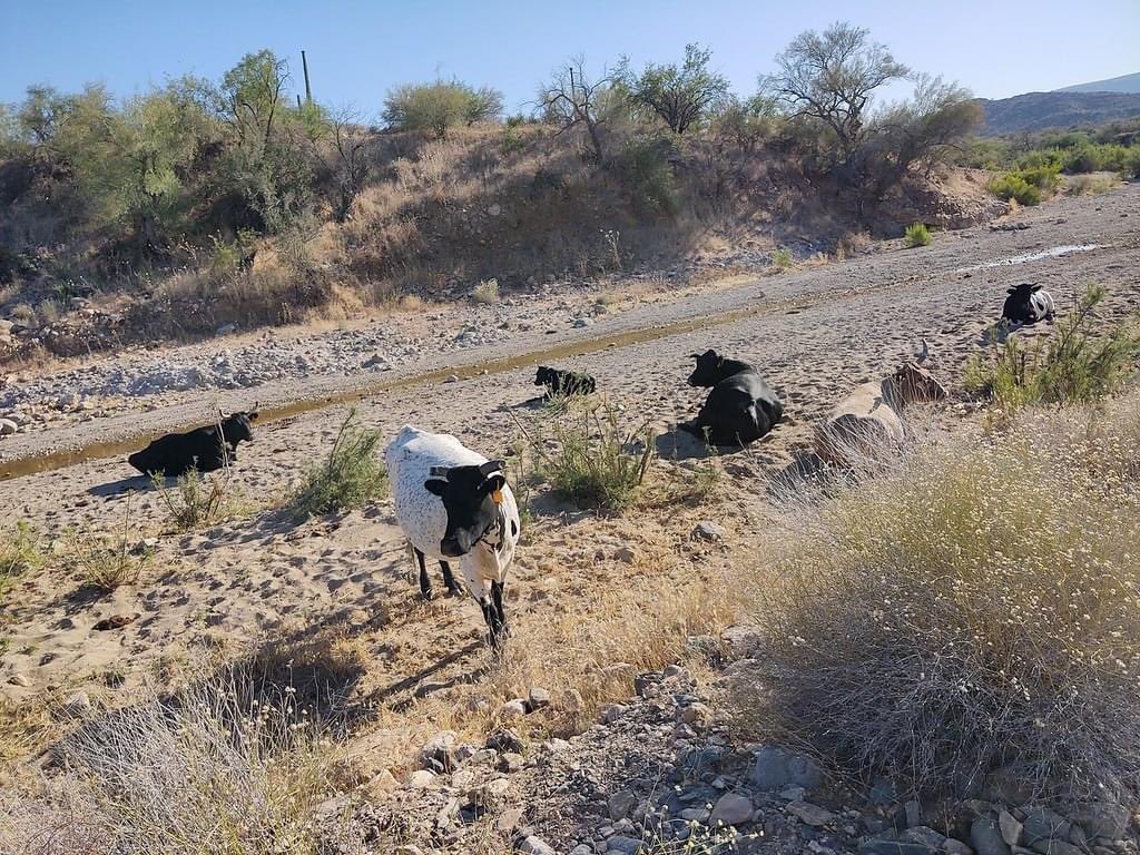 StellarTours's tweet photo. We asked them to Moooooo-ve 🐄, but they weren't interested!
#stellaradventuresaz #adventurewithus #explorearizona #visitphoenix #vistmesa #visittempe #visitscottadale #privatetour #atvtour #utvtour #desertcatering #hummertour #goguided #familyfun #summerinaz #desertfriends https://t.co/txBAhhspoS