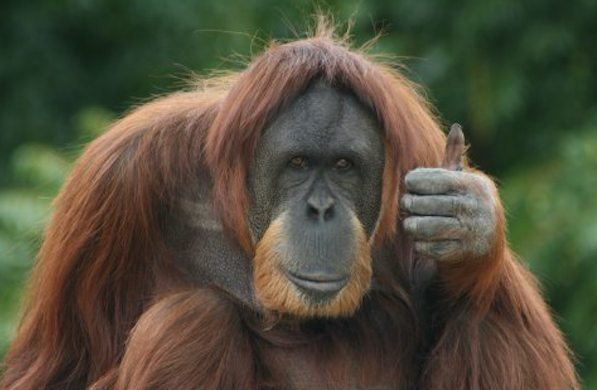 Mongabay tweet media