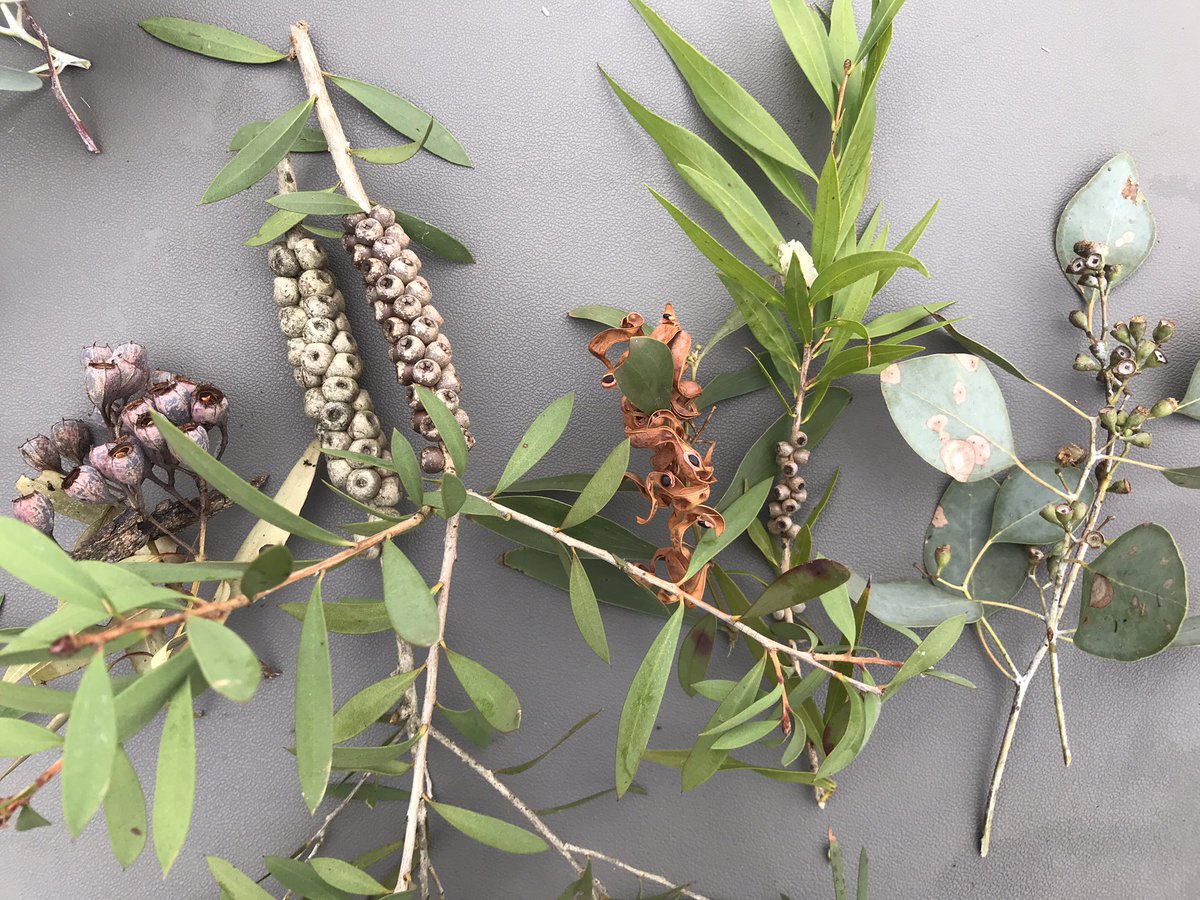 PEGScamp's tweet photo. Outdoor Education in our own backyards! To read about how Term 2 programs were delivered differently, visit https://t.co/usgdgYl1u1 https://t.co/oAW8cvw70g
