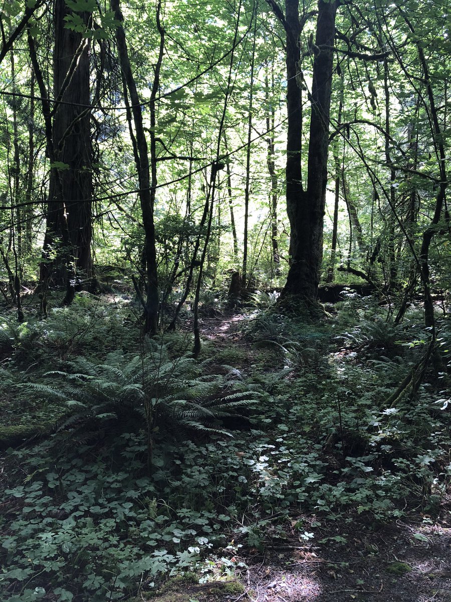 nycoleodeon's tweet photo. Nothing beats an early morning walk in Goldstream https://t.co/hJurHQi6l2