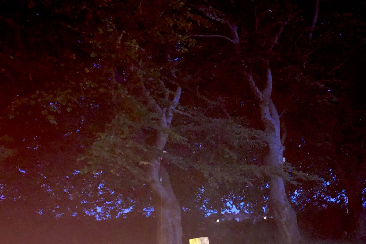 ParkAveAvengers's tweet image. Lovely evening for a #batwatch on #theransomstrip 2 different species #savetheransomstrip #saveit4Ezra #glapwell #bolsover #treesmatter