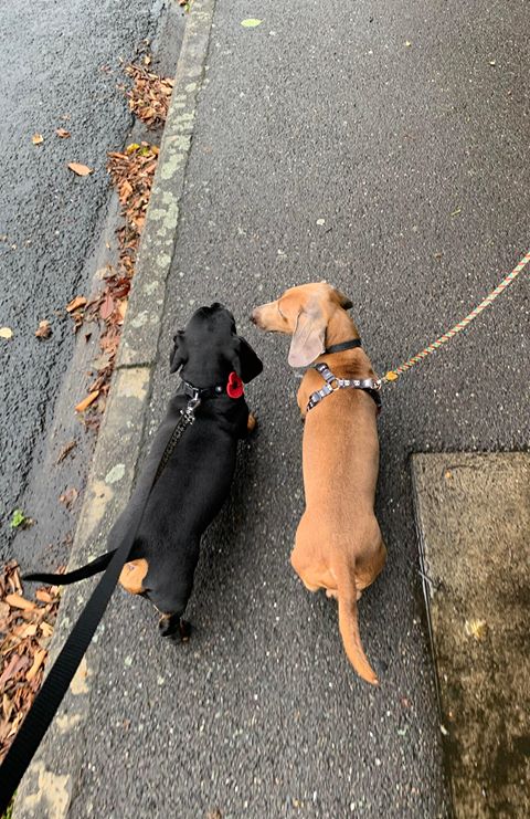 SmallPawsDirect's tweet image. ok little rufus is back and still needing his forever home hes such a lovable dog,he loves to play with his kong.he does get on with other dogs as you can see but he needs one single owner and more importantly he just wants love as he has so much to give @HerchyBoal