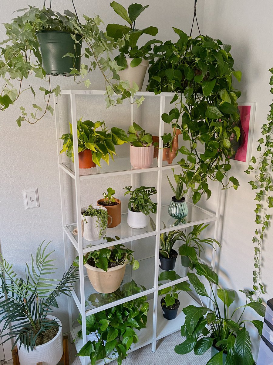 ciaraturnerart's tweet photo. i built a plant shelf last night to house all of my children 🌿 https://t.co/33ge5qou3O