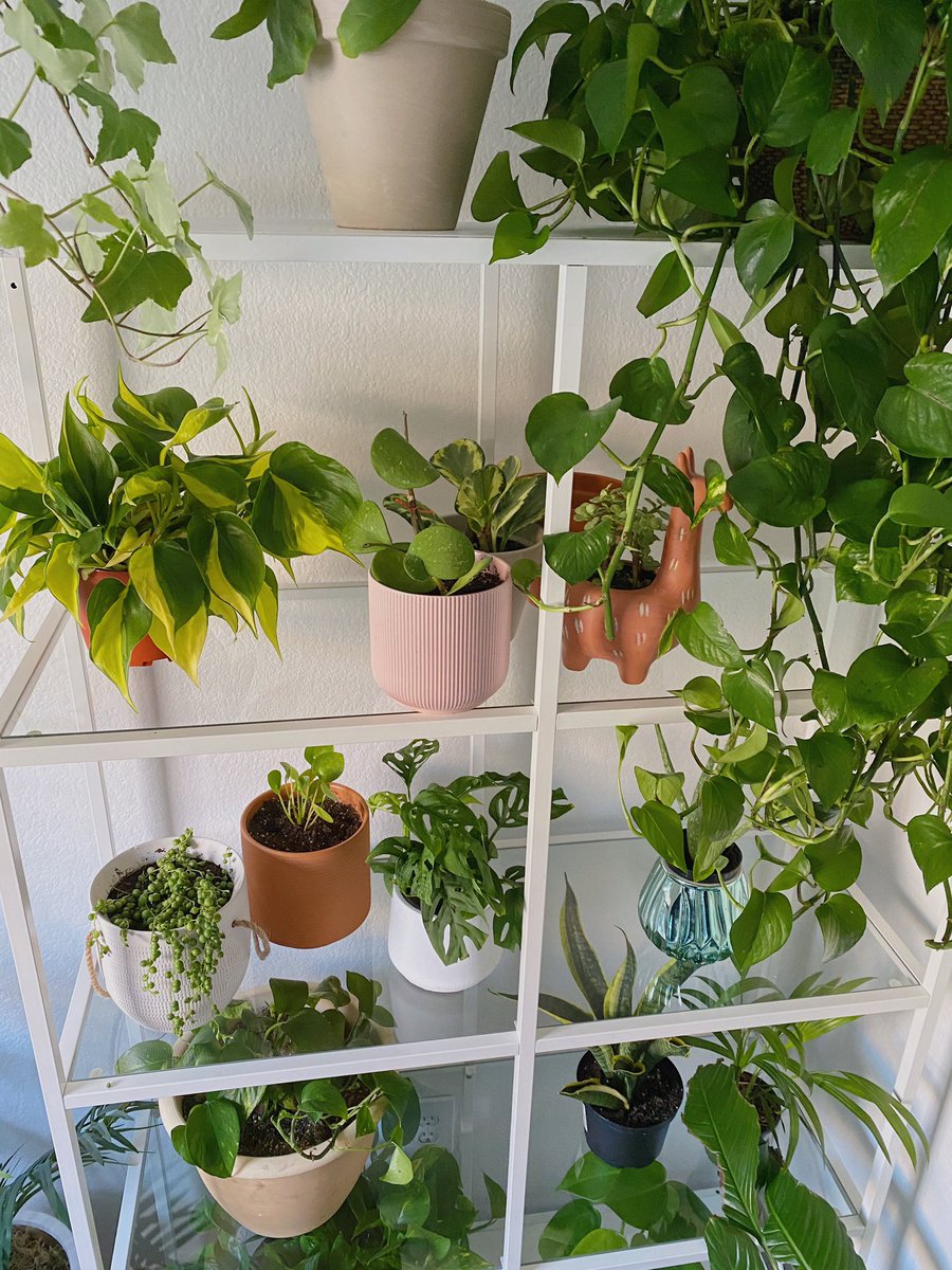 ciaraturnerart's tweet photo. i built a plant shelf last night to house all of my children 🌿 https://t.co/33ge5qou3O