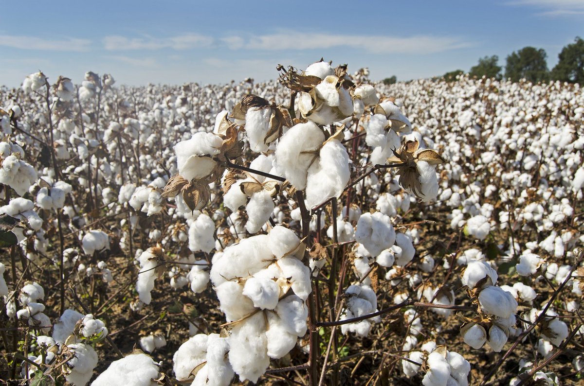 12. Cotton. The ancient Greeks used to wear animal skins & were not even aware of cotton. But Indians started cultivating cotton during the 5th – 4th millennium BCE in the Indus Valley Civilization. The word spread to the Mediterranean and beyond.