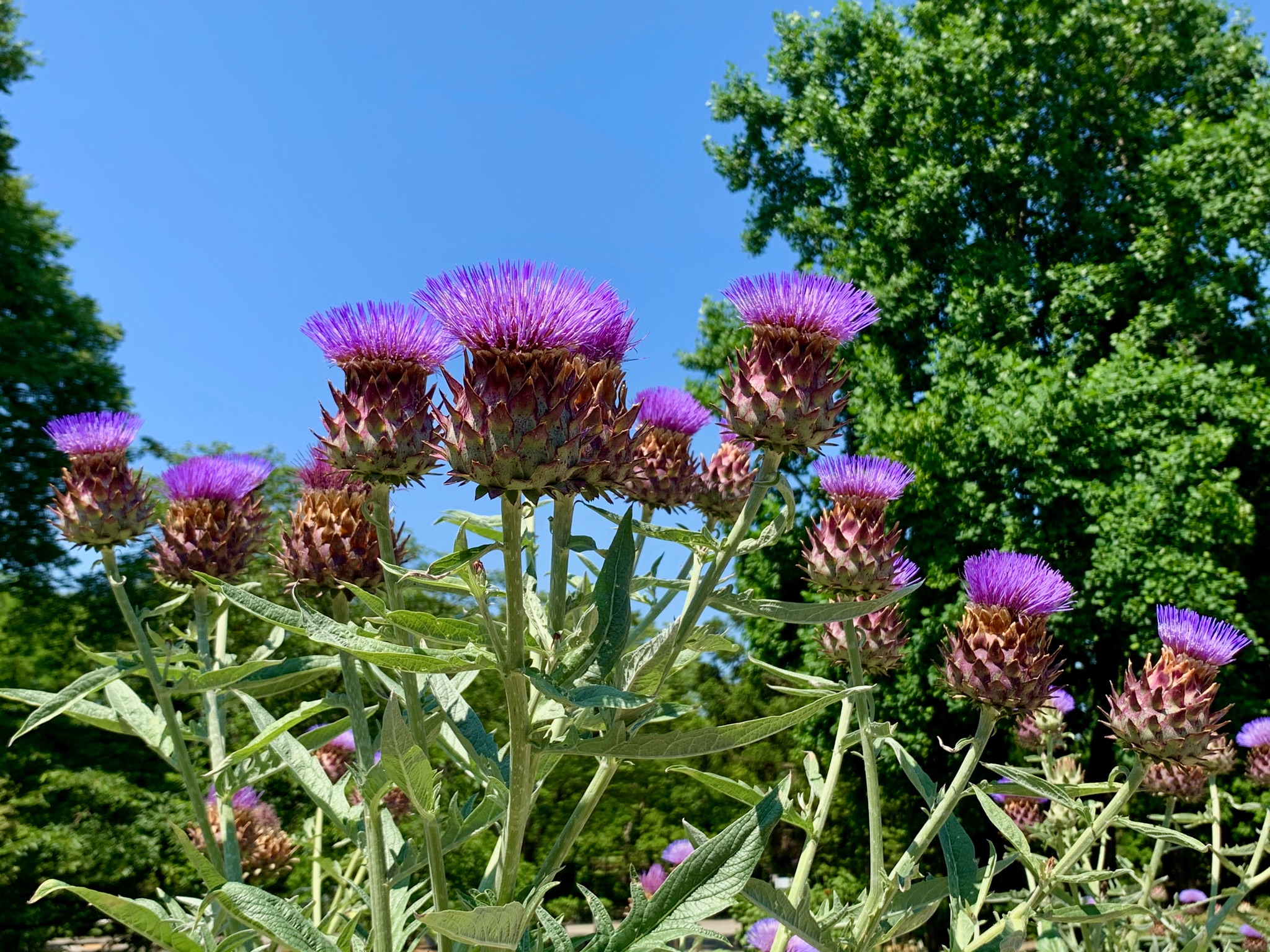 Cloudsailor 星羅の一日一花 カルドンの花 アーティチョークの野生種 古代ギリシアや古代ローマの料理で 蕾や蒸し煮にした茎が良く用いられていた キク科チョウセンアザミ属 地中海地方に自生 Cardoon Artichoke Thistle Cynara Cardunculus