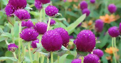 redtorok's tweet image. No doubt you've heard that a well-designed garden should include plants prized for their striking foliage, as well as some that produce fall color or berries, and others that provide good structure in winter. But lets face it: most  keepingyouinformed.info/trendspottr/ol…