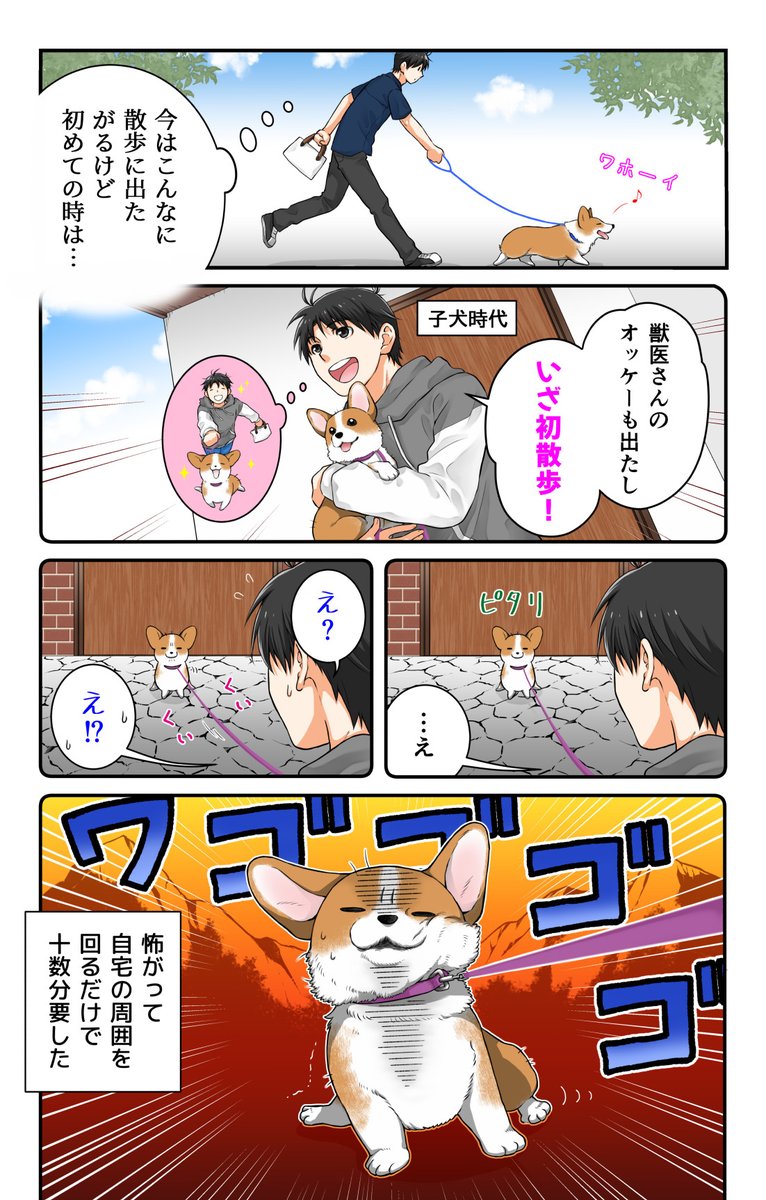 動かざること山の如しな子犬 