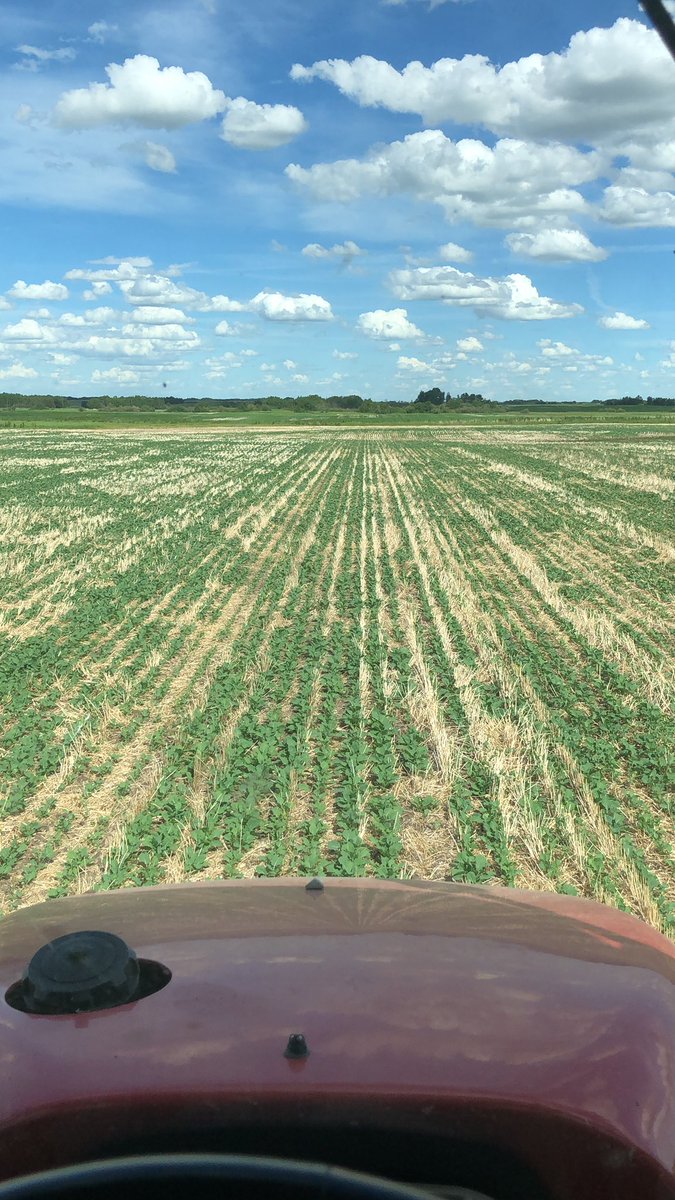 This quarter has taken the rains much better than some others this year. L255 looking great