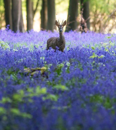 OuErth's tweet photo. عندما يجتمع الجمال؛ الغزال واللافندر 🦌💜 https://t.co/UTpFLJcR5W