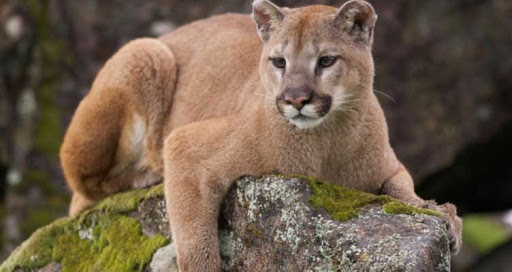 arca_zoo's tweet photo. Puma (puma concolor).
El #puma es un felino con una distribución extensa en el continente americano abarcando desde la cordillera de los Andes hasta yukón Canadá, tiene un pelaje grisáceo. En cuanto a peso bordean los 60 kg aunque el macho puede llegar hasta los 100 kg. https://t.co/ONhtxjZNjM