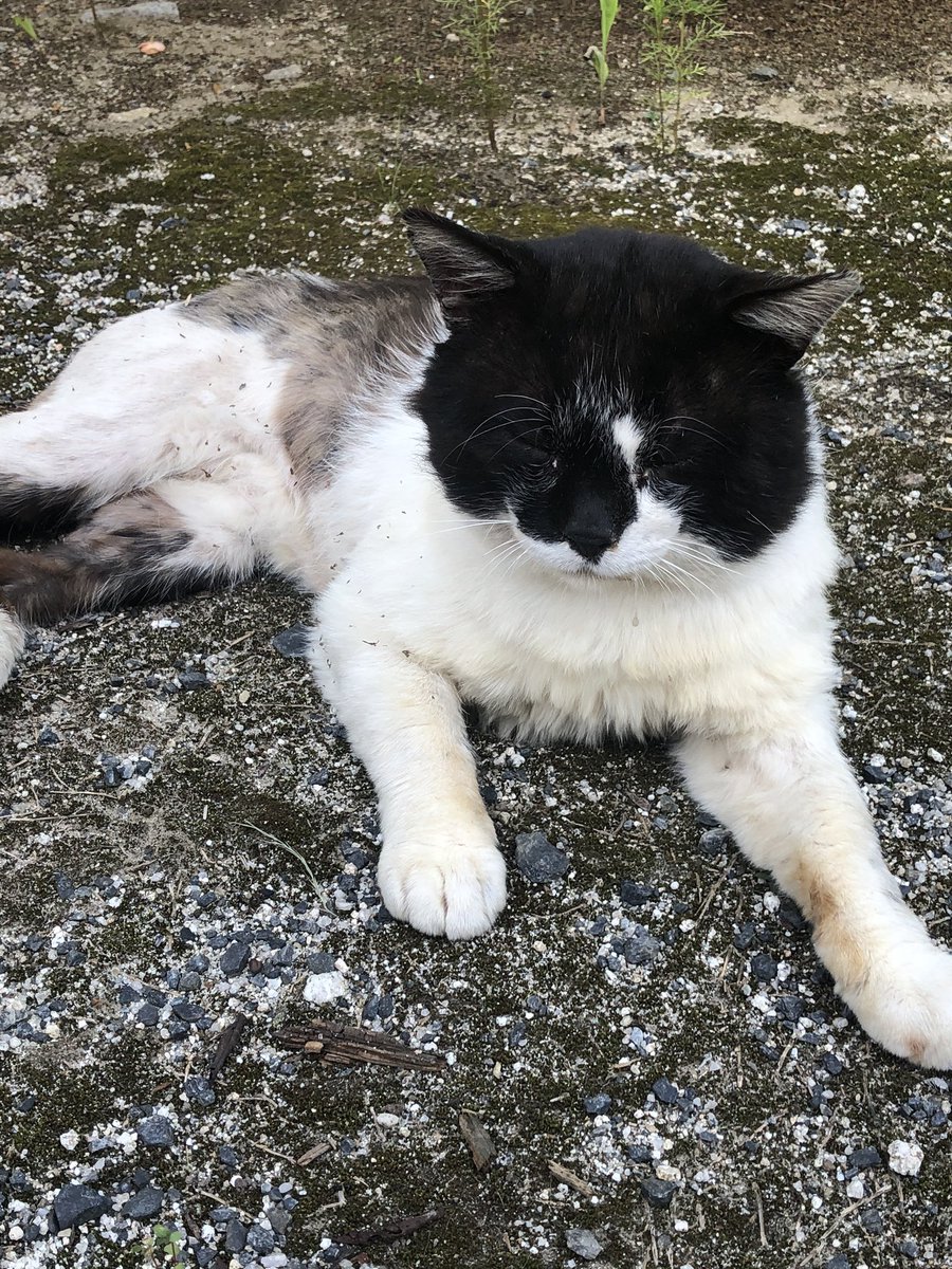 猪 鹿 蝶 Twitterissa 野良猫ボス もーちゃん 体格に合わん 可愛い鳴き声なんよ 何歳なんやろ 腰辺りの黒いとこが 薄くなって来てるよ あちらこちら傷だらけ ボスは 大変やね メス猫にゃ 優しいんやけどね 猪 鹿 蝶 Twitterissa 野良猫ボス もーちゃん 体格に合わん 可愛い鳴き声なんよ 何歳なんやろ 腰辺りの黒いとこが 薄くなって来てるよ あちらこちら傷だらけ ボスは 大変やね メス猫にゃ 優しいんやけどね