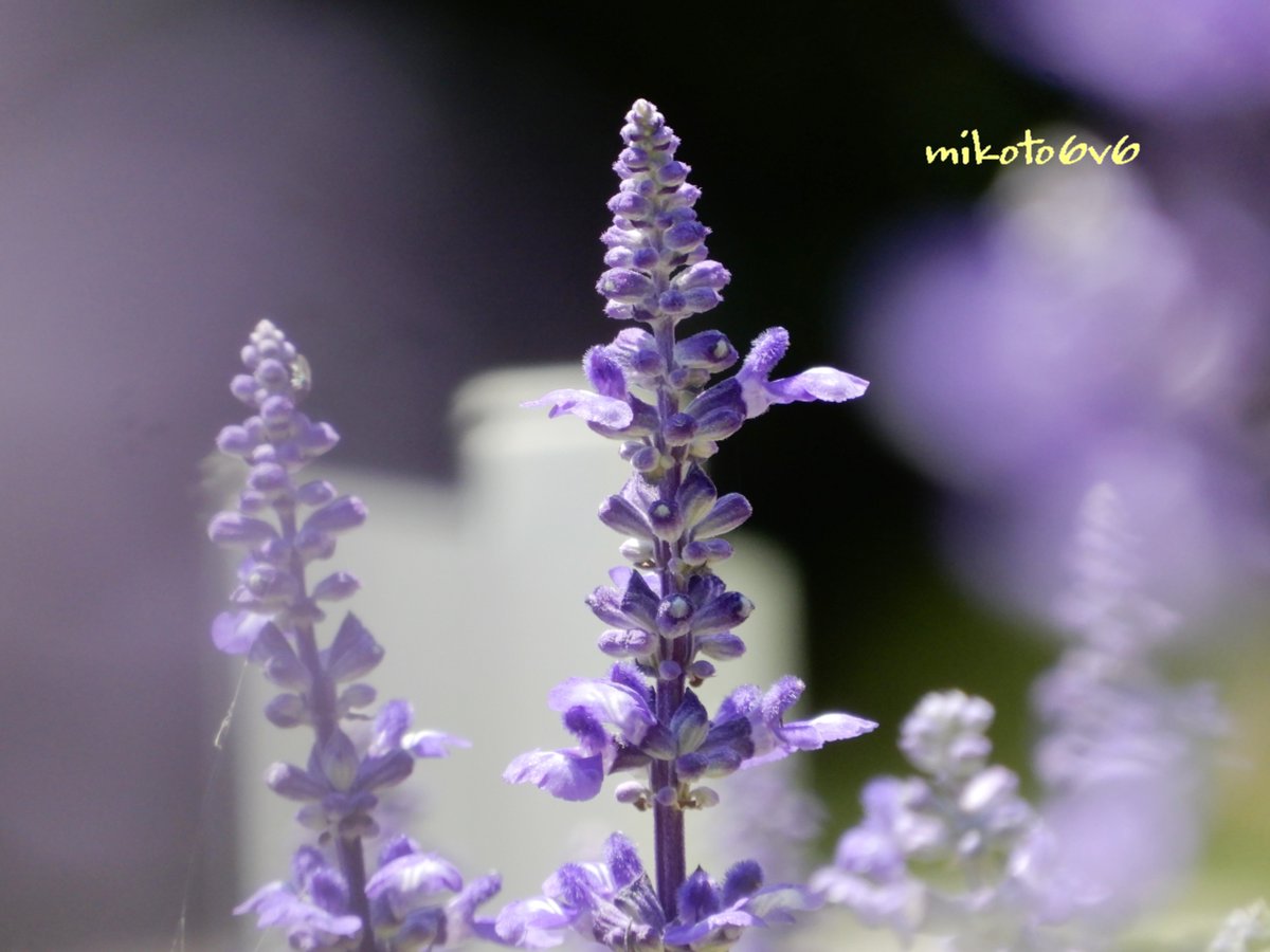 Salviafarinacea Trsene V Twitter