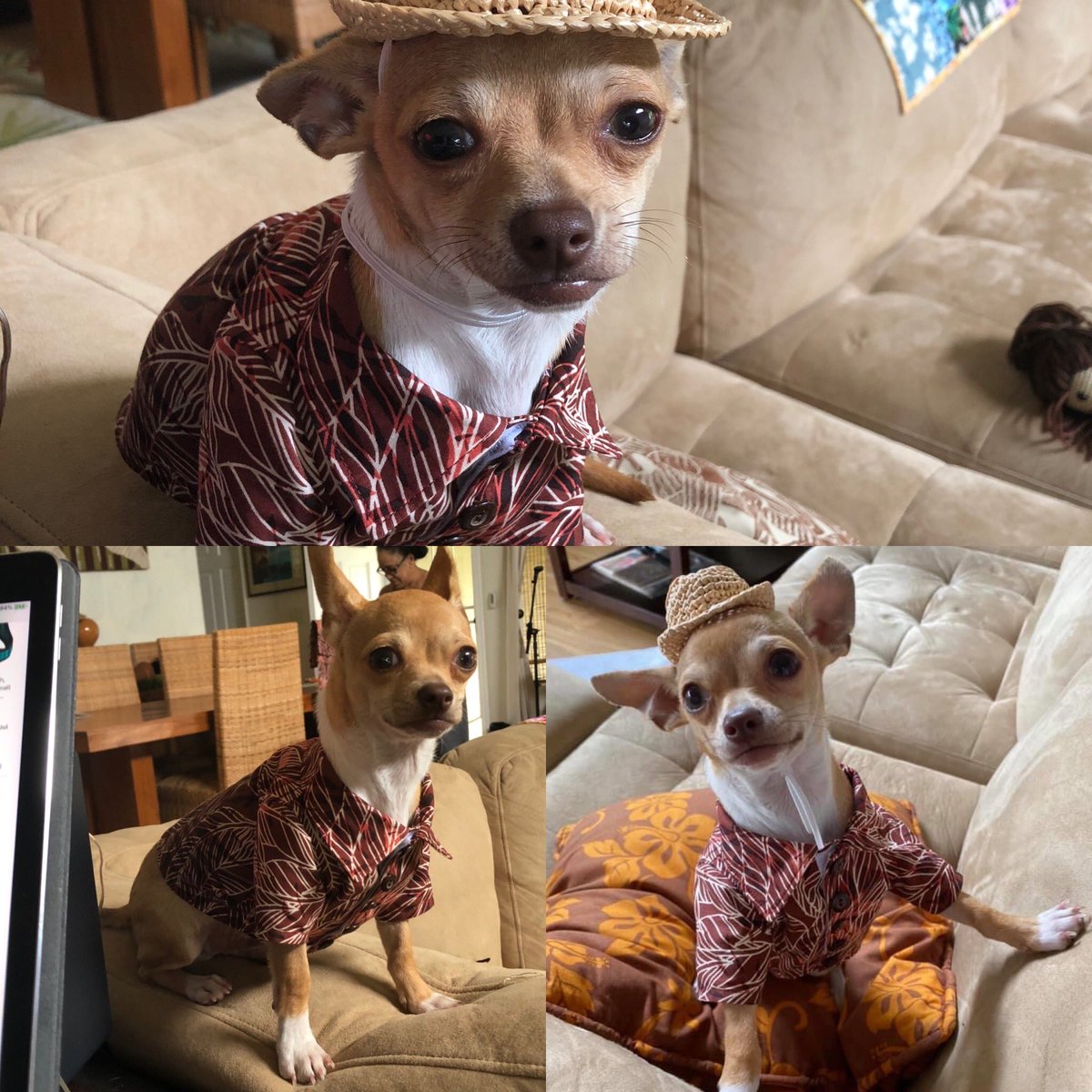 dave_tiki's tweet photo. This is our new fur baby Makana in some #alohawear that my wife @kinikreations made. Isn’t he the cutest?! #chihuahua #furbaby #petsofhawaii #doggydaddy #craftgenius #craftersofinstagram #dog #puppylove https://t.co/EYeHQh6bG1
