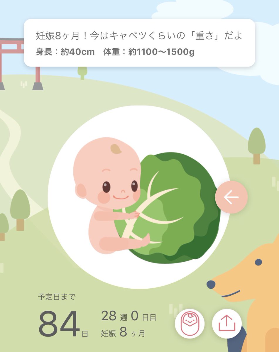 あおさん No Twitter 今日から妊娠8ヶ月 妊娠後期だお お腹の中にキャベツ 臨月はスイカだろうな うん 妊娠8ヶ月 妊娠28週 妊娠後期 Babyプラス