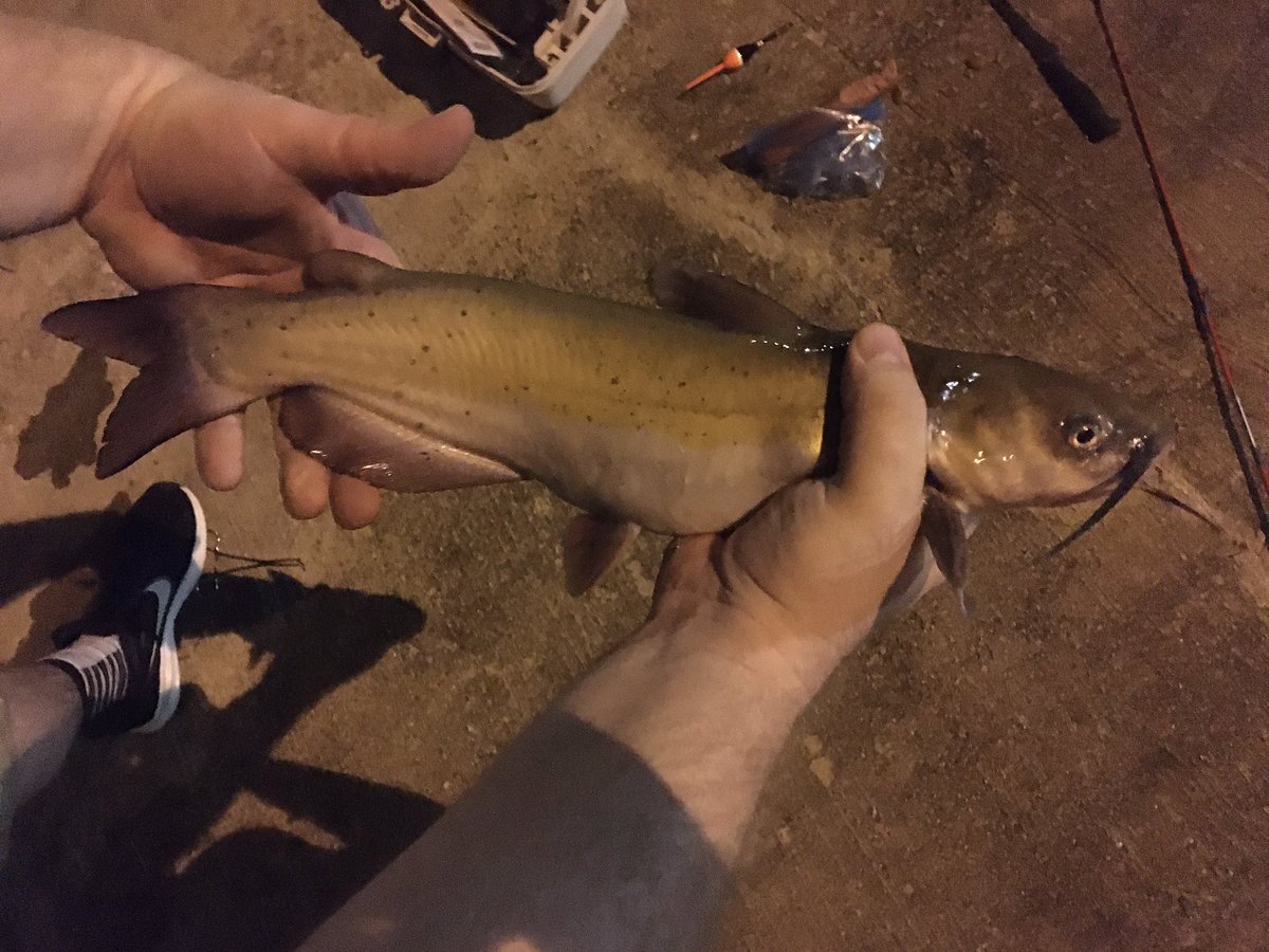Hey <a href="/618Fishing/">Nick</a> - my daughter are big fans. She caught these in Fort Worth the other night; hot dog with a bobber!