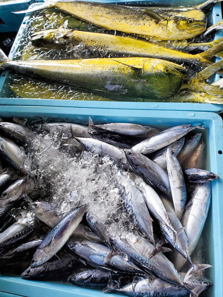 尾鷲市 公式 على تويتر 今朝の 尾鷲魚市場 には カツオ がたくさん水揚げされていました おいしそうです サバ も 塩焼き や煮付けが子供たちも食べやすく大人気ですね 夕飯は魚にしますか シイラ もいいですね 広報担当 尾鷲市 水揚げ 魚 マヒマヒ 魚