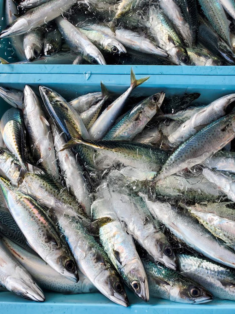 尾鷲市 公式 على تويتر 今朝の 尾鷲魚市場 には カツオ がたくさん水揚げされていました おいしそうです サバ も 塩焼き や煮付けが子供たちも食べやすく大人気ですね 夕飯は魚にしますか シイラ もいいですね 広報担当 尾鷲市 水揚げ 魚 マヒマヒ 魚