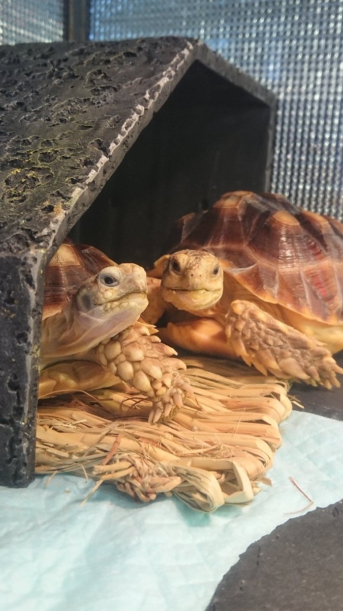2ayaaa6's tweet photo. 仲良し🐢🐢🌼*･ https://t.co/mquI2hpw7U