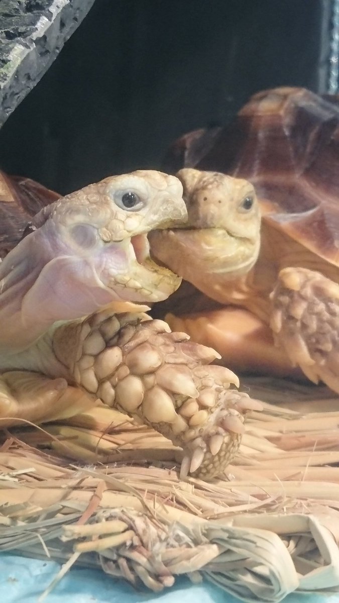 2ayaaa6's tweet photo. 仲良し🐢🐢🌼*･ https://t.co/mquI2hpw7U