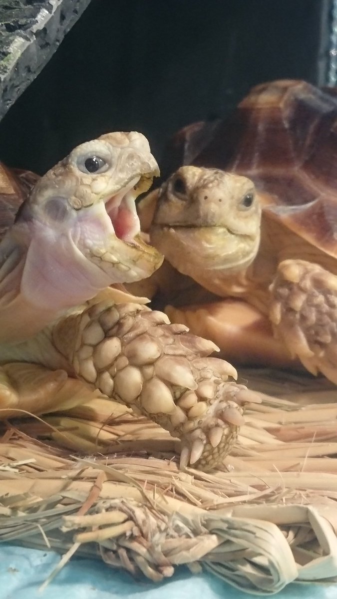 2ayaaa6's tweet photo. 仲良し🐢🐢🌼*･ https://t.co/mquI2hpw7U
