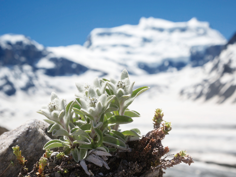 阪急交通社 Tabicoorde 旅コーデ スイス エーデルワイスをご紹介 別名セイヨウウスユキソウとも呼ばれる エーデルワイス ヨーロッパアルプスの2 000mを超える高地に咲く高山植物で 7月 9月に見頃を迎えます T Co Gfh1flkmnm Twitter