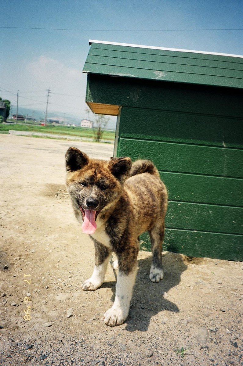 あきほ 秋田犬保存会 秋田犬会館 در توییتر 秋田犬は 赤毛 白毛 虎毛の三色です 虎毛 には黒が強い子 赤が強い子 白が強い子など様々ですが 全て虎毛なんです