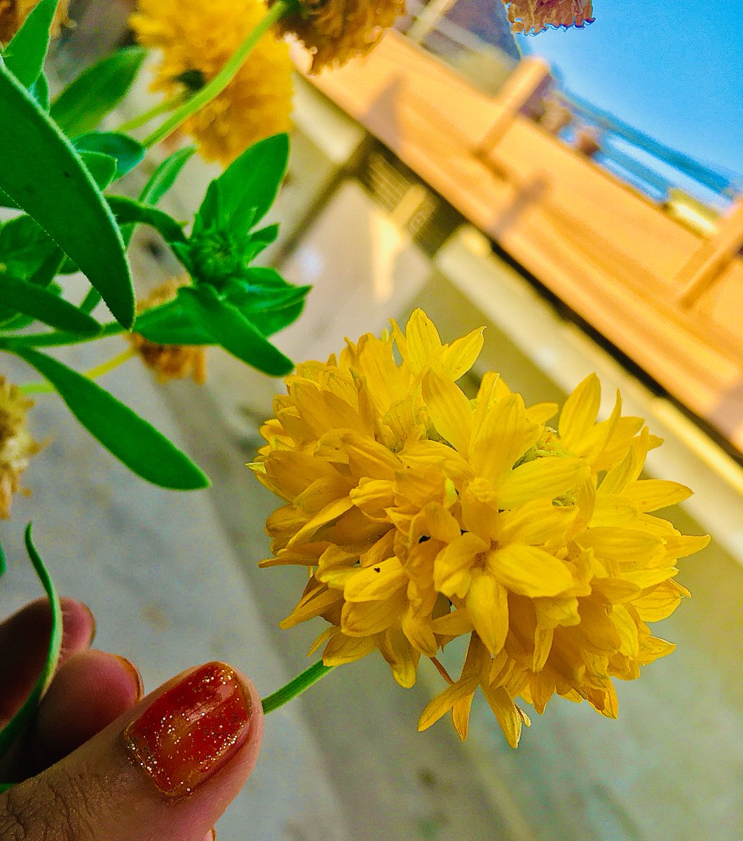 _piyupatel's tweet photo. Shine your day #wednesdaymorning
#photoshop #click #flower #iPhoneSE https://t.co/HGT5OR64dt