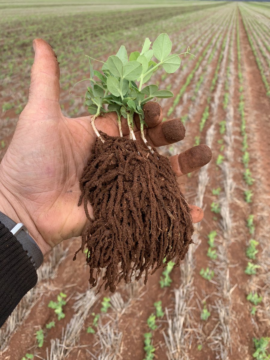 farmingfitz's tweet photo. Field peas exploring the soil https://t.co/kqdirV4Bmw