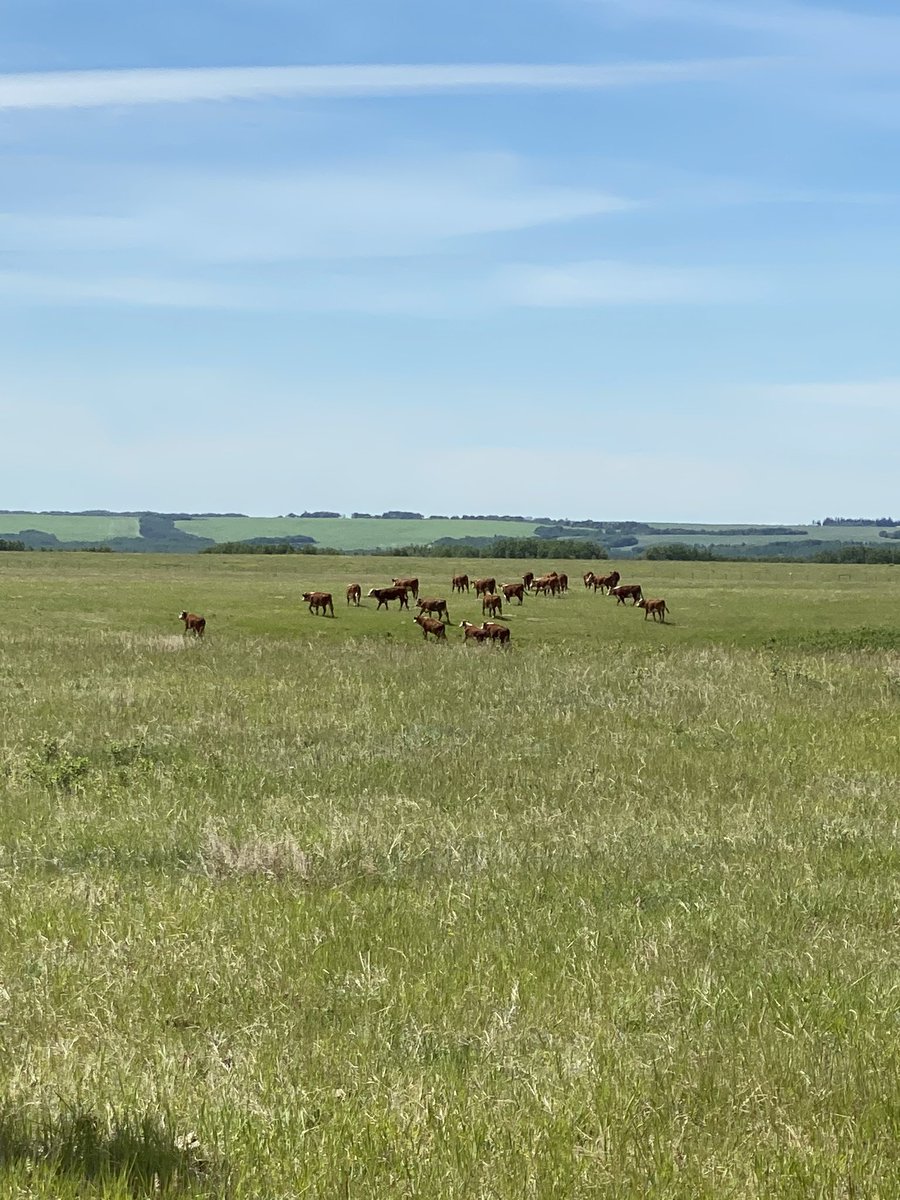 CR_Bar_Ranching tweet media