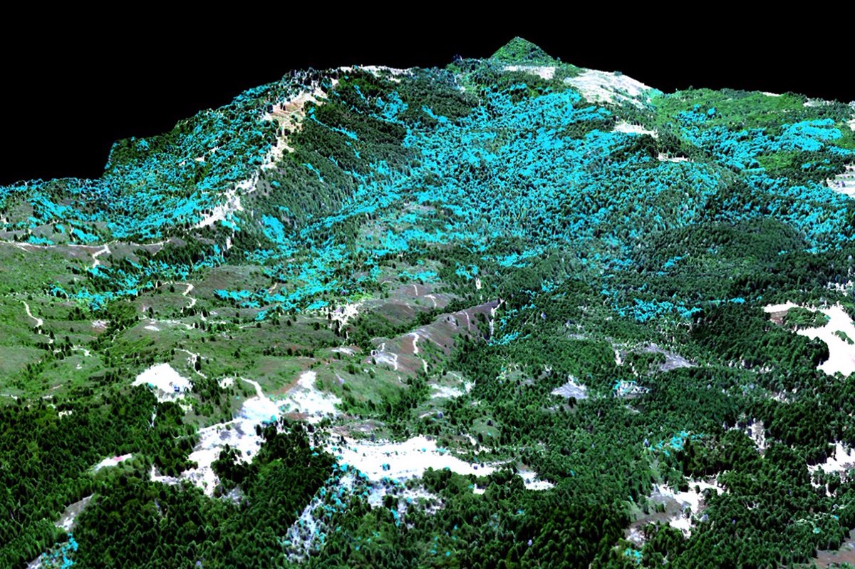 greg_asner's tweet photo. New airborne study led by colleague @E_J_Francis, with collaborators @chrfield, @katharine_mach, highlights importance of land-climate interactions for the future of #California coast redwood trees. https://t.co/FQj7hV7ipm https://t.co/PJlRtSSxcg