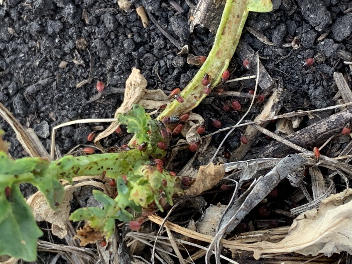 Chelsie Will tweet media