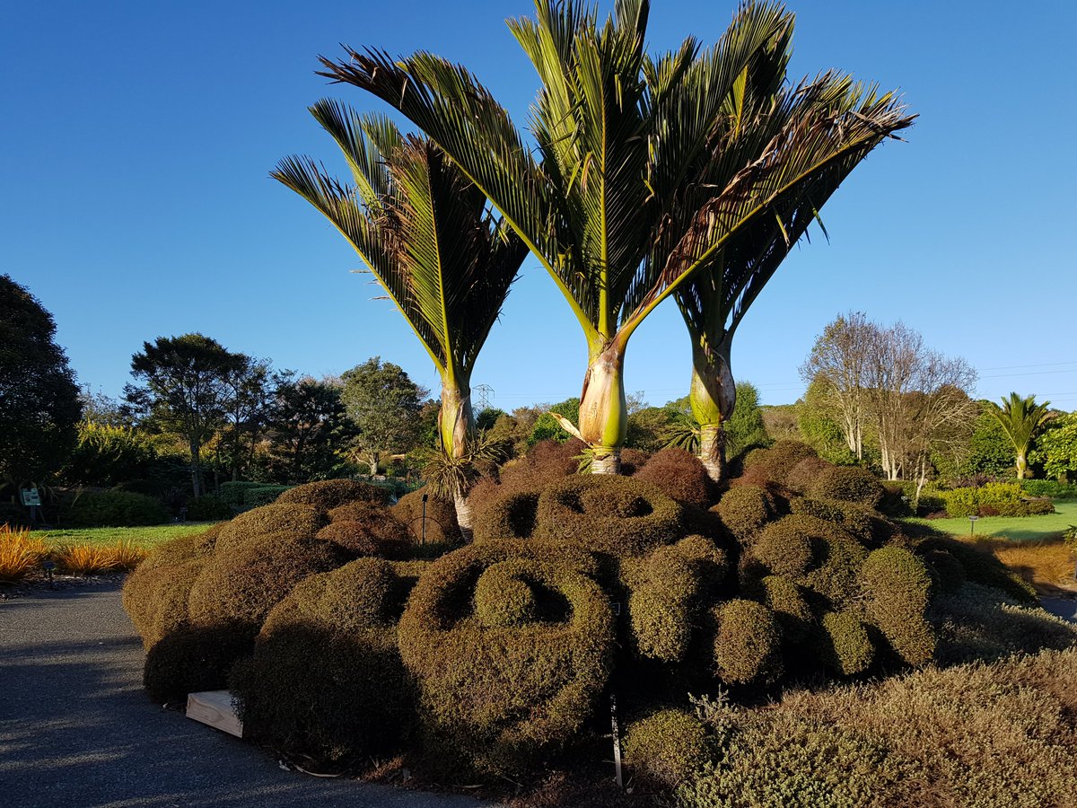 AklBotanicGrdns's tweet photo. Thanks @RBG_Victoria. We're taking up the #greatestgarden  twitter challenge.
Here at Auckland Botanic Gardens we're going to make a (modest) boast about our unique use of native plants. This ensemble is at the heart of our Native Plants Ideas garden. 
What say you @BotGardensSA? https://t.co/Ja10evKZlx