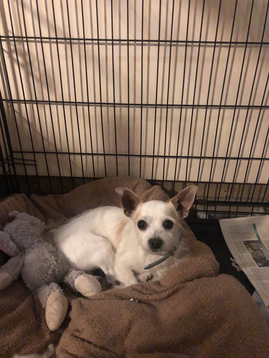 PSOSMoray's tweet photo. Officers in Elgin are currently caring for this wee chap, found in the Grant Drive area of #Forres. Missing him? 🐶
Contact us on 101 ☎️ and ask to be put through to the duty sergeant in Moray.
#KeepingPeopleSafe
#KeepingDogsSafeToo https://t.co/XKm6VkZeCF