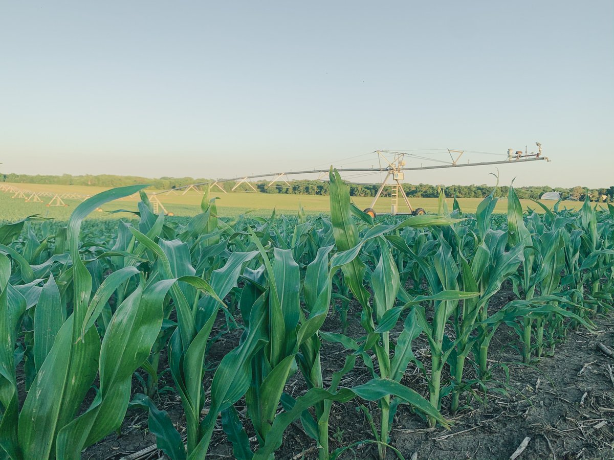 AFANofAG's tweet photo. Nebraska is the nation’s second largest ethanol producer.
•
Our ethanol plants use more than 750 million bushels of corn per year and produce more than 6 million tons of distillers grains, a high protein livestock feed.
•
#RenewableFuelsMonth #thankafarmer #Nebraska #corn https://t.co/d5PgW4TQxN