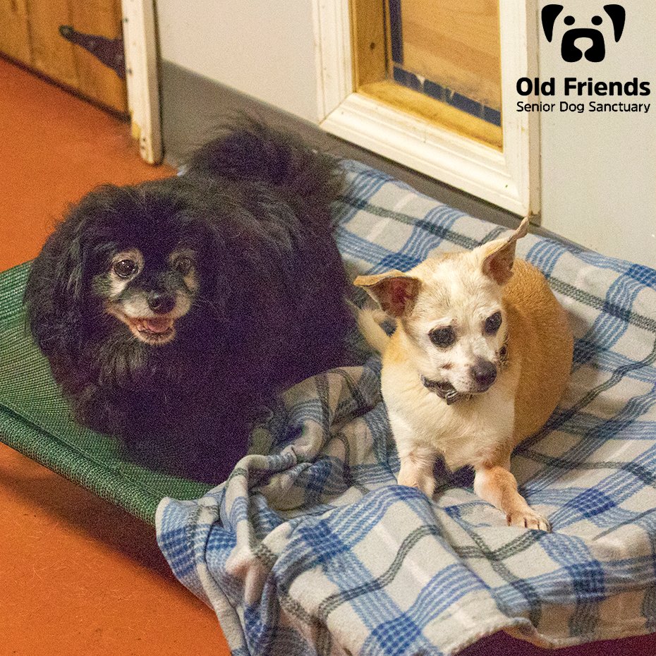 oldfriendssds's tweet photo. "Come and cover us up with this blanket"- Apollo and Ester
#ofsds #ofsdsapollo #ofsdsester #seniordogs #ofsdsgoodnight #ofsdsbondedpair #bondedpair https://t.co/MxTC8dS5gI