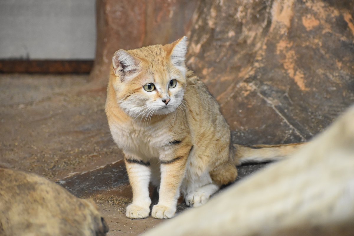 猫ねこ部 公式 على تويتر 今朝 Zip さんで日本で誕生したスナネコの赤ちゃんの映像が流れて悶絶しました 尖ったお耳に顔の中心にパーツがぎゅっとした感じがたまりませんね うっとり 大人になってももちろん可愛いくて 砂漠の天使 と呼ばれる理由も 猫ねこ部 公式 على تويتر 今朝 Zip さんで日本で誕生したスナネコの赤ちゃんの映像が流れて悶絶しました 尖ったお耳に顔の中心にパーツがぎゅっとした感じがたまりませんね うっとり 大人になってももちろん可愛いくて 砂漠の天使 と呼ばれる理由も