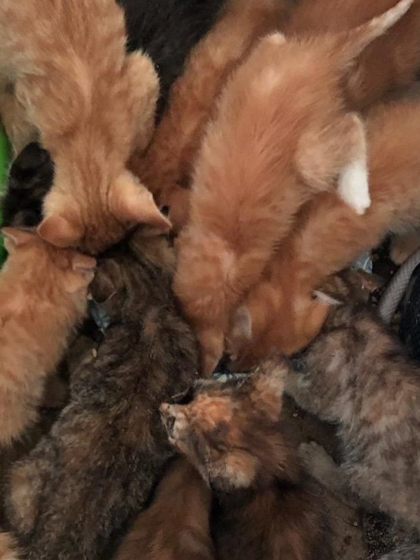Paleonut_'s tweet photo. Does anyone in Southern California need a quarantine companion kitten? We have 13 rescued &amp; now tamed kittens that need homes! #ThisTweetSponsoredByOurAdultCatsWhoWantTheirAttentionBack https://t.co/F7zRoQFCoa